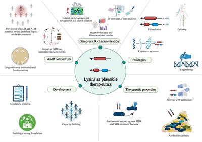 Beyond antibiotics: phage-encoded lysins against Gram-negative pathogens